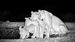 NenKukuokeli and Cubs