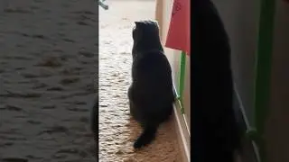 Как   кошка    реагирует   на   камеру