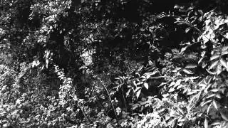 Shadow of Nosferatu
