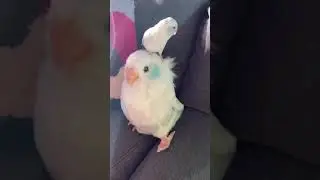 Custom Bird Stuffed Animals | Petsies©