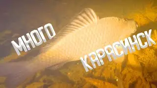 Ночная подводная охота на карася