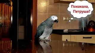 ✅ ПОКАКАЛА, а потом ВАЛИТ ВСЁ НА САШКУ 🤣 Я СМЕЯЛСЯ ДО СЛЁЗ 🐦ГОВОРЯЩИЙ ПОПУГАЙ - ЖАКО ПЕТРУНЯ 