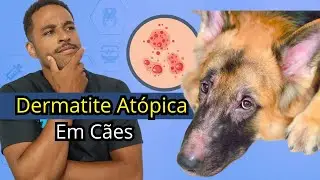 DERMATITE ATÓPICA EM CÃES. Cachorro Coçando Muito.