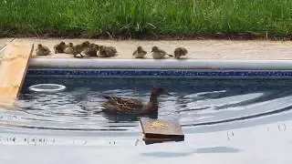 Ducklings getting sleepy after first swimming lesson