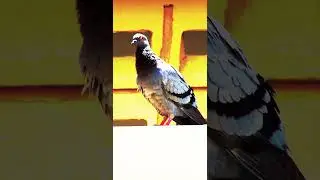 BEAUTIFUL PIGEON #pigeon #pigeonlove #pigeonracing