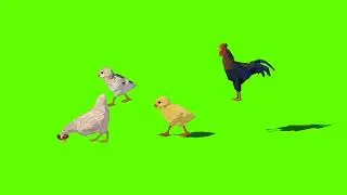 मुर्गा, मुर्गी और चूजे! Green screen video! No copyright!