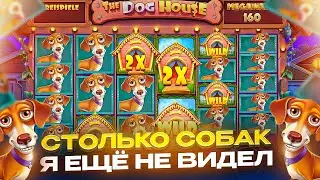 ПАЦАНЫ ЭТО РАЗРЫВ !! Я ДОЖАЛ СЛОТ И ПОЙМАЛ РЕДКУЮ ПОЛЯНУ ФИОЛЕТОВЫЙ СОБАК В THE DOG HOUSE MEGAWAYS !