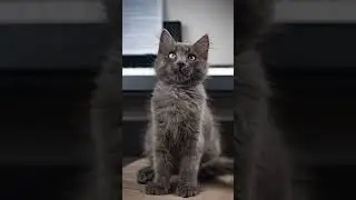 SIBERIAN CAT GREW INTO A GIANT 