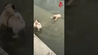 Dog falls in to the pool😂 | Rare Animal Videos | #viral #trending #shortsvideo #dog #funnyvideo