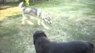 Rottweiler vs Wolf