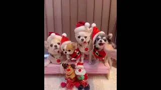 Dog's Photoshoot 😍🧑‍🎄🧑‍🎄