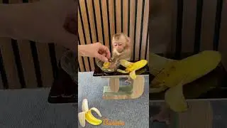 baby monkey eats banana 🍌 #shorts #babymonkey