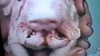 Garigliano, un mostro che genera mostri