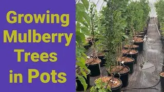 Growing Mulberry Trees in Pots