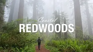 Landscape Photography in California's Coastal Redwoods