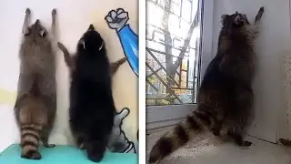 Jumping Raccoons
