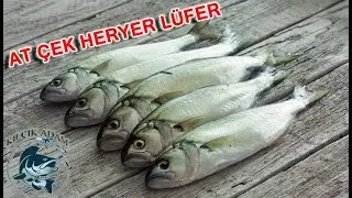 Rüya Gibi At Çek Lüfer Avı