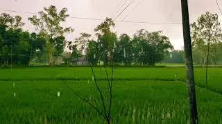 বৃ‌ষ্টি ও সবুজ প্র‌কিৃ‌তি | বাংলা‌দেশ | Beautiful Bangladesh