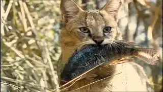 Жизнь камышового кота прикольно посмотреть :)
