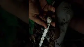 Indian famous village mushroom #mushroom #nature