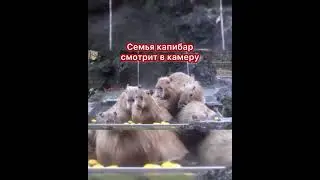 Семья капибар смотрит в камеру #capybara