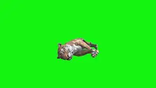 tiger green screen video footage sleep up b