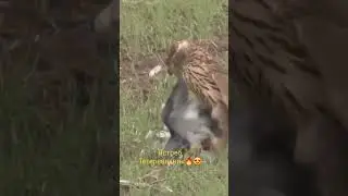 🦅ястреб в деле🔥👍