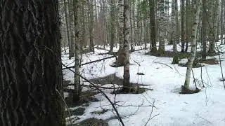 Весна в тайге,маним рябчиков
