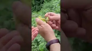 Грузия