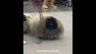Конкурс на лучшую пару породы Пекинес