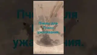 пчелы для пчелоужаливания. Круглогодично.