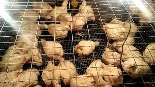 Broilers ROSS 308 and COBB 500 (700) Features of breeds and differences in cultivation!