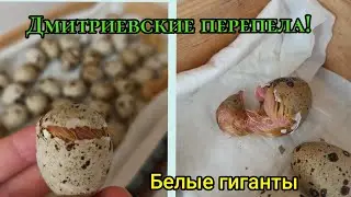 Вылуп перепелов белых гигантов!