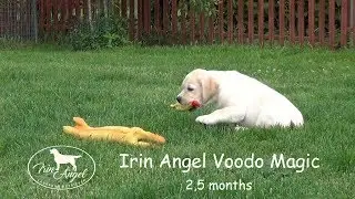 Irin Angel Voodo Magic - boy 2,5 months on this video.