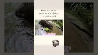 When the otter went to the river, it became wild !