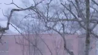 Метель на Кубани..30.01. 2014 год.