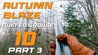 Autumn Blaze Ruffed Grouse Hunting 10 - Part 3 #ruffedgrouse #woodcock #adventure