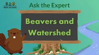 Ask the Expert: Beavers and Watershed