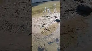 Мама с утятами 🦆