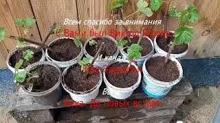 Пересадка укоренившихся черенков винограда.