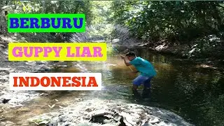 Mencari ikan guppy liar cantik asli Indonesia