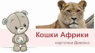 Каторчки Домана, кошки Африки.