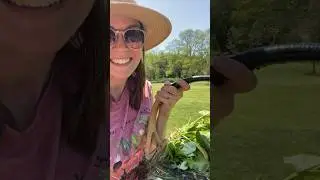 Spring Harvest 