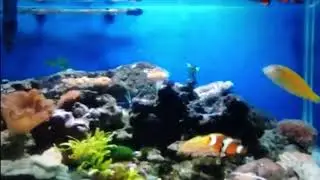 reef and clownfish tank