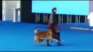 Танцы с собаками. «Мать драконов»