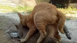 Cats Making Love