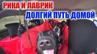 ДОМОЙ СМОГЛИ ЗАБРАТЬ ТОЛЬКО ЛАВРИКА!! РИКУ ПРИШЛОСЬ ОСТАВИТЬ!!