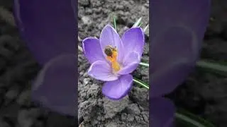 A bee collects pollen on a flower.Spring is ... #shorts