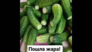 Пошла жара! Мы с дочей снова крутим огурчики!