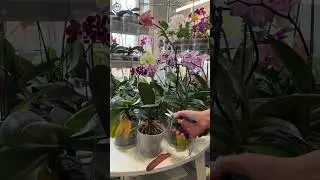 Пожелтел лист орхидеи 